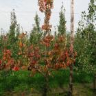 Pear Decline - Heb jij ook last van wegkwijnende perenbomen? 