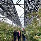 Jo Brouns en Inge Moors ondersteunen pioniersonderzoek naar frambozenteelt onder zonnepanelen: landbouw en energie hand in hand