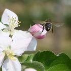 Op zoek naar bijen voor bestuiving?