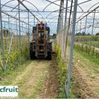 Presentaties en filmpjes Online workshop - kruidbeheersing in kleinfruit