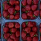 Webinar 'zachtfruit' - donderdag 24 september 2020 om 19u30