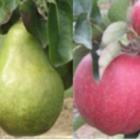 Webinar 'Pitfruit' - vrijdag 14 augustus 2020 om 19u30