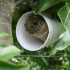 Online infomoment - natuurlijke bestrijding diverse fruitplagen