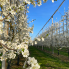 Daar is de lente, daar zijn de bloesems! 