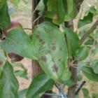 Enquête: Appelschurft: de belangrijkste vijand van de Belgische fruitteler?