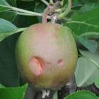 Schatting van schade door gemeenten